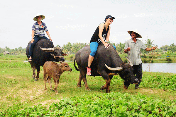 Countryside Bicycle Tour Featuring Water Buffalo Ride